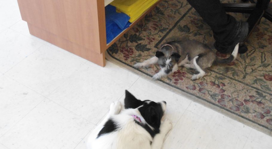 Two dogs, one black and white, the other grey, on floor. One dog is looking at the other under a desk.