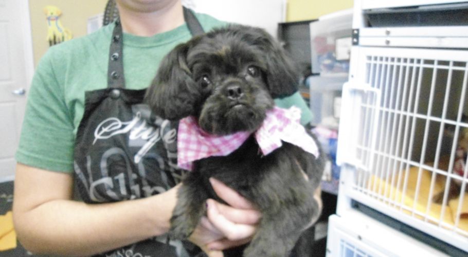 Person holding a small black dog with a pink bandana; dog looks at the camera in a grooming setting.