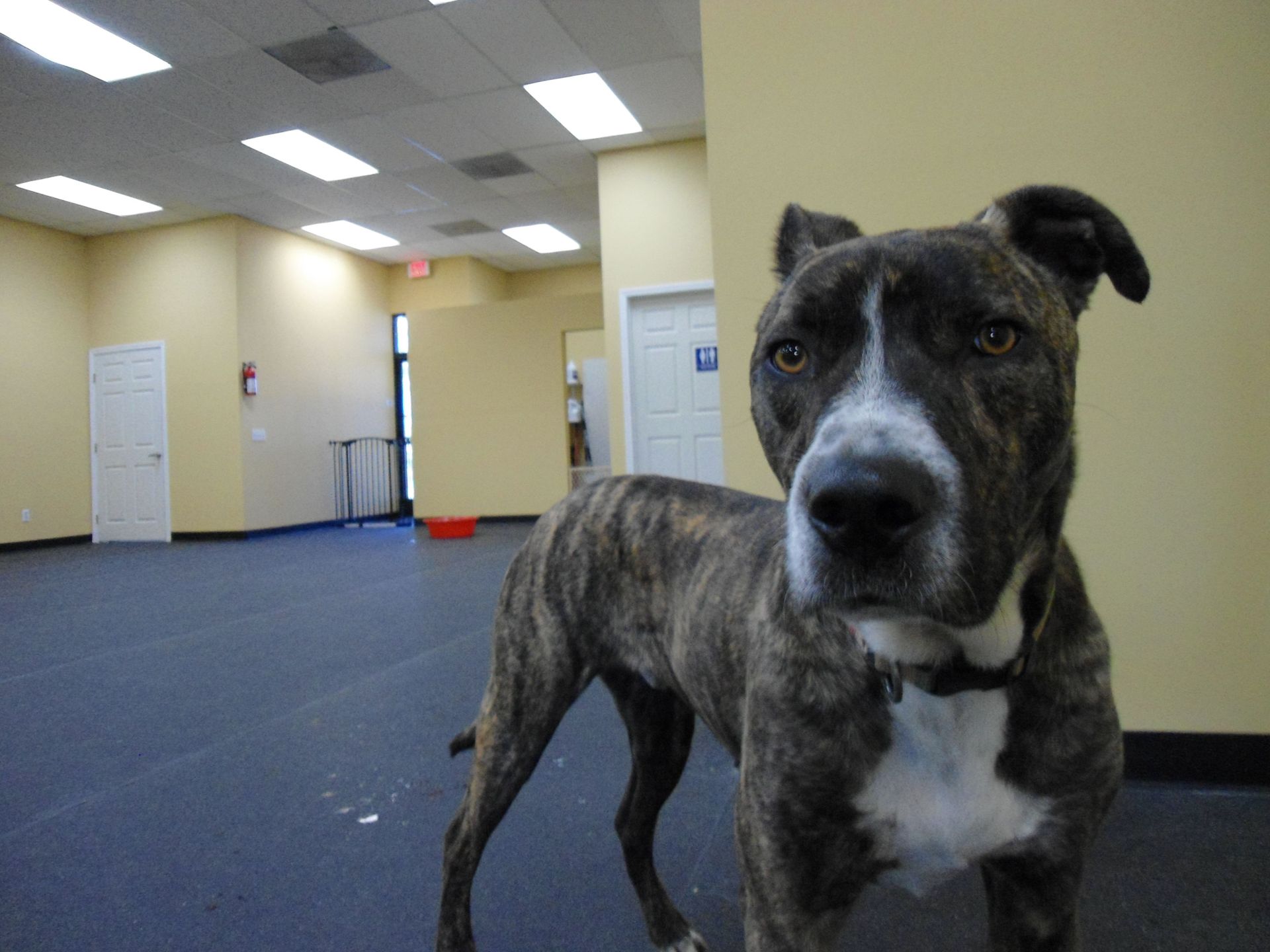 Brindle dog with white markings stands in an empty room with blue carpet.