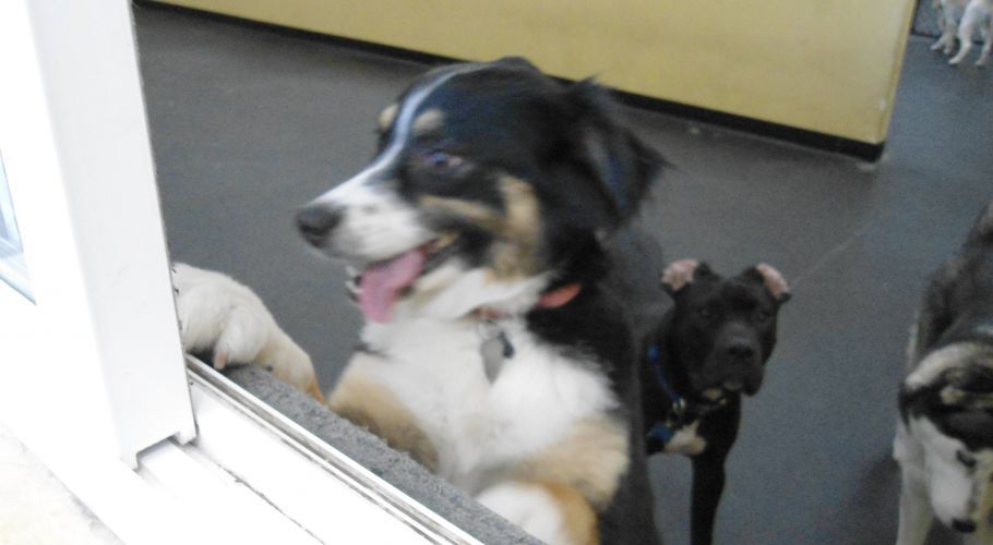 Dog with black, white, and tan fur looks at viewer with tongue out. Other dogs are nearby.
