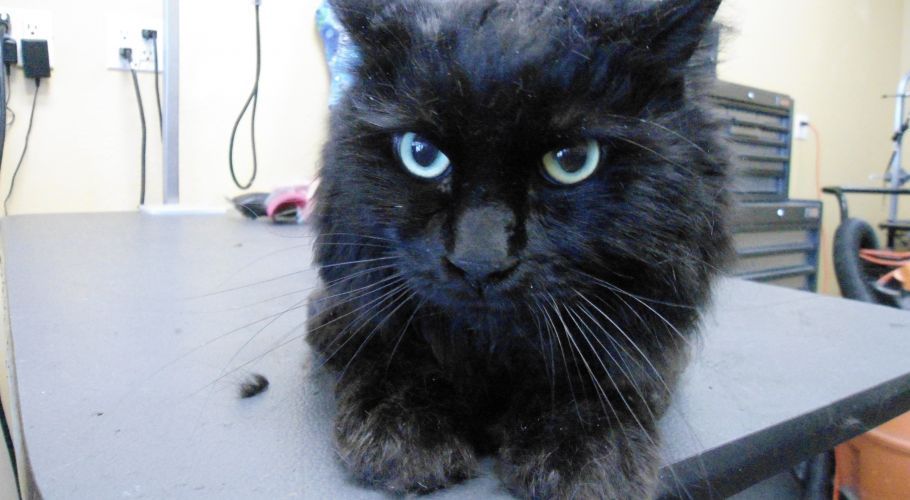 Black cat with intense green eyes staring forward, sitting on a gray table.