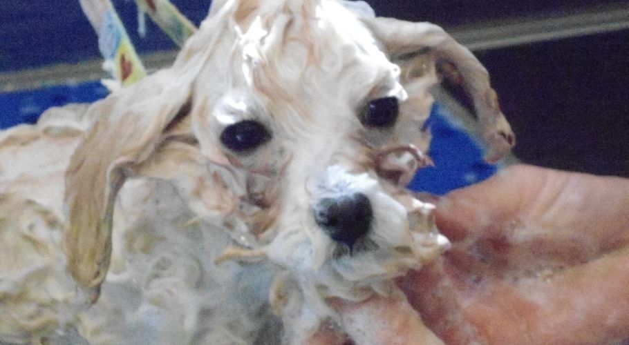 Wet, cream-colored puppy being washed. Dark eyes and black nose, held by a hand.