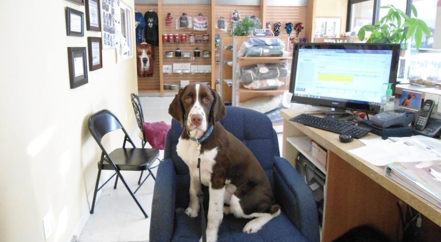 Brown and white dog sits in a blue chair in an office setting, looking at the camera.
