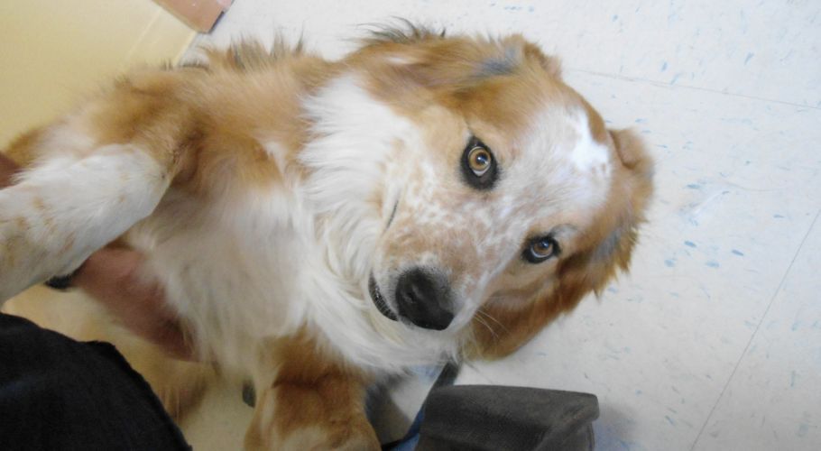 Dog with tan and white fur, looking up with curious eyes.