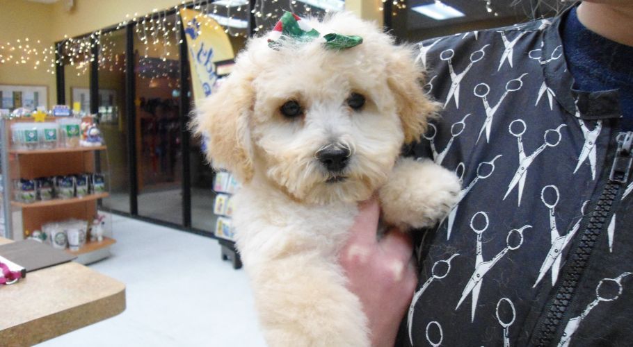 Blond puppy with green bow held by person in black scissor-patterned jacket; interior shot.