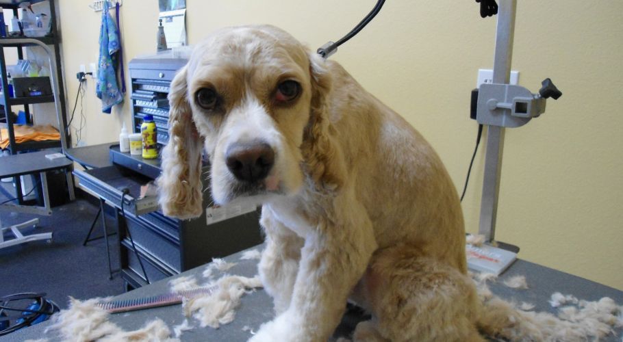 Tan and white Cocker Spaniel dog sitting on a grooming table, looking at the camera with a sad expression.