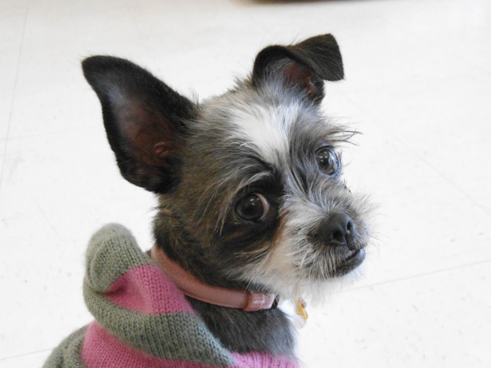 Small dog with gray and white fur wearing a pink and green striped sweater, looking up.