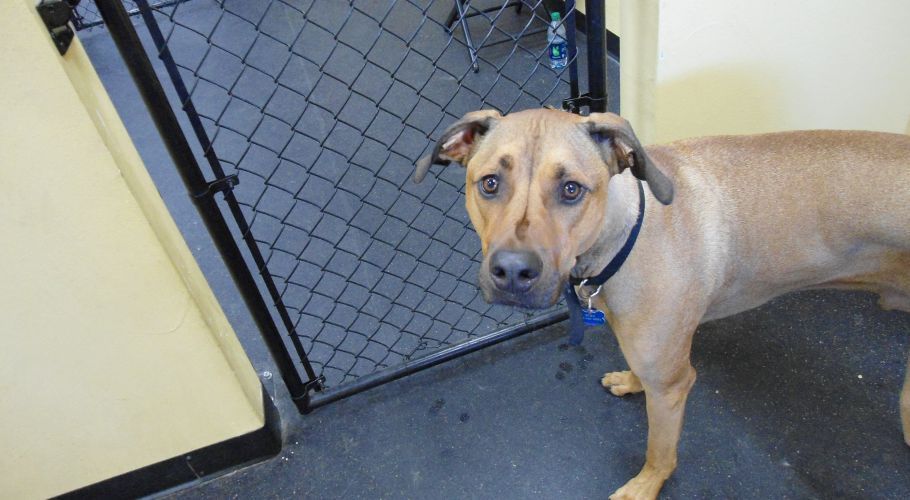 Tan dog standing inside doorway, looking forward with concerned expression.