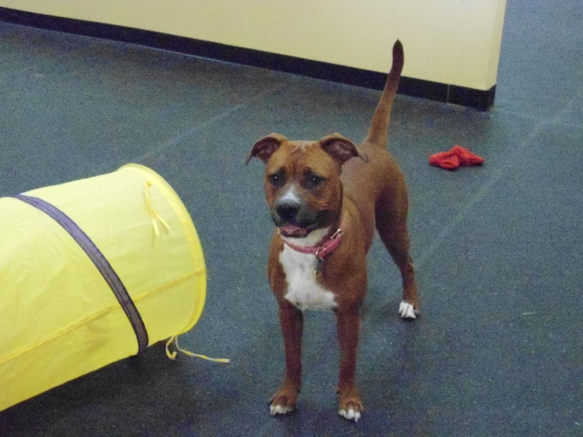 Brown and white dog standing near yellow tunnel, indoors.