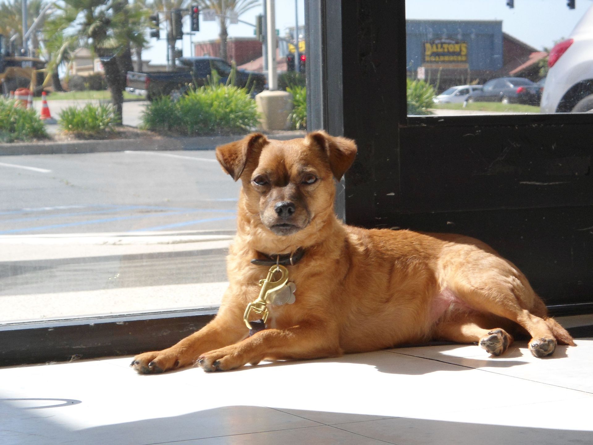 Brown dog resting on a white floor next to a glass door, basking in sunlight.