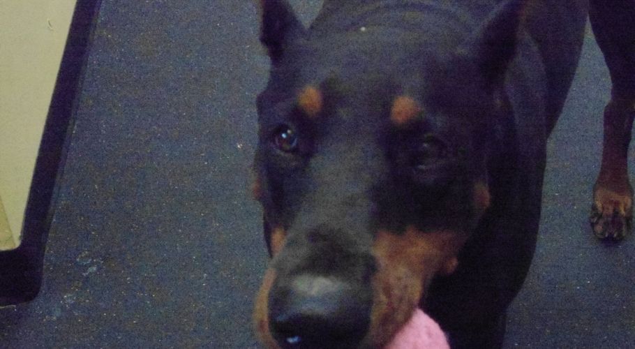 Doberman Pinscher with black and tan fur, looking up with a pink object in its mouth.
