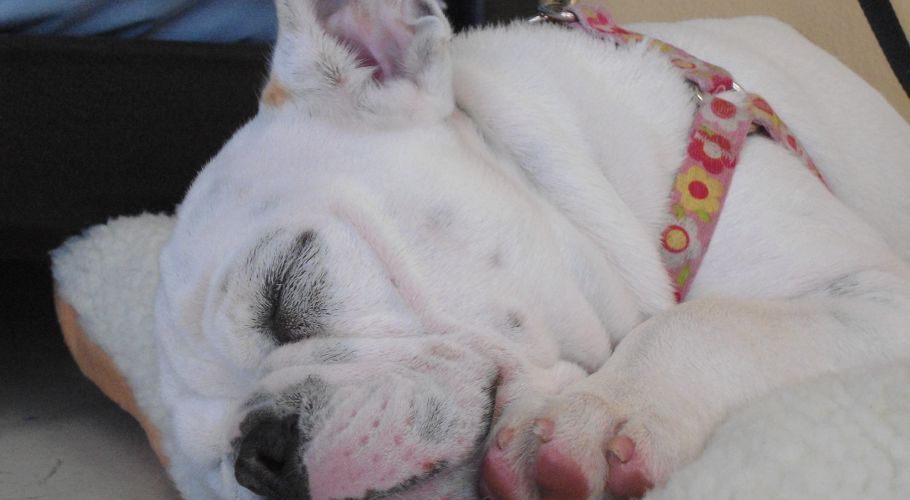 White dog yawning with a pink floral harness, resting on a white surface.