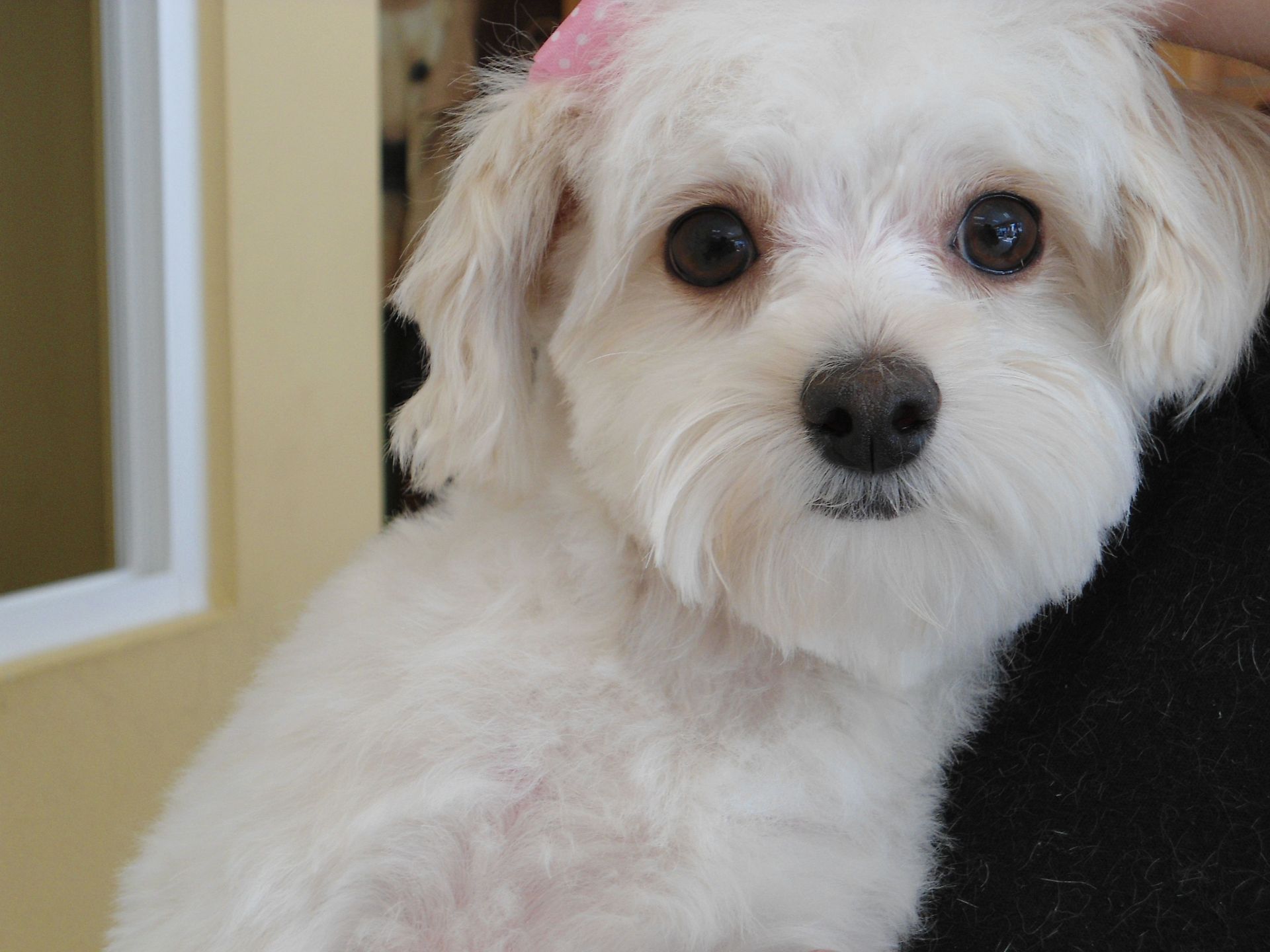 White fluffy dog with dark eyes, looking at the viewer.