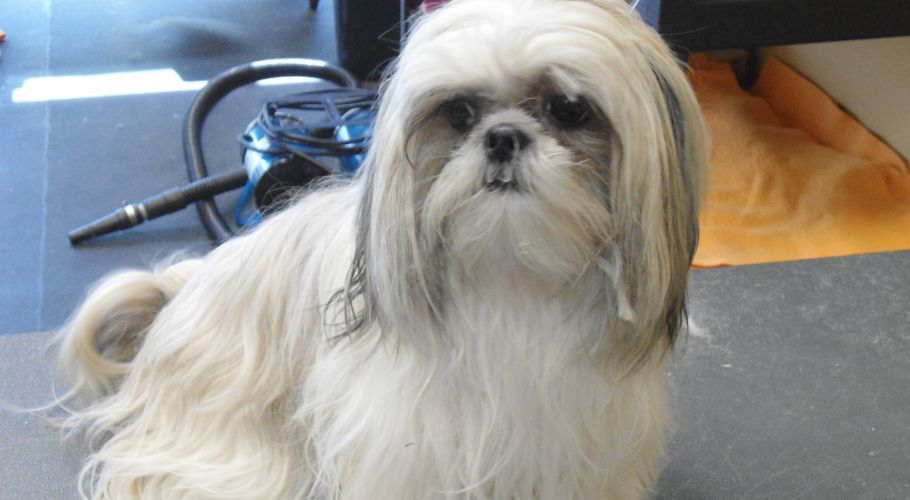 Shih Tzu dog with long, light-colored fur. Sitting indoors, looking directly at the viewer.