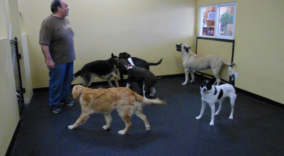 Man in room with six dogs, some looking toward window. Room has black floor, yellow walls.