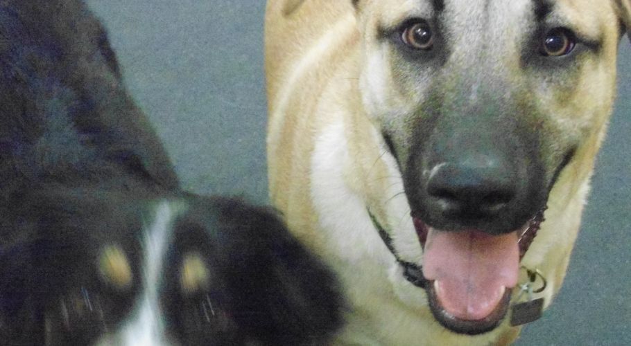 A tan dog with black muzzle, tongue out, looking at camera. A black and white dog is in the blurred foreground.