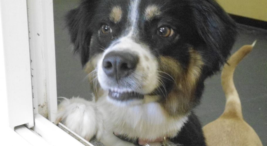 Black, white, and tan dog peering inside with paws on a window frame, tail wagging, expectant expression.