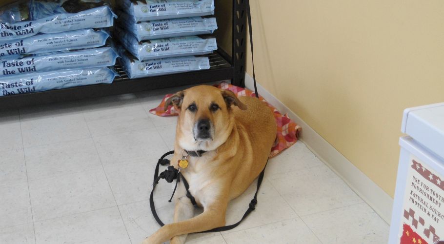 Dog lying on a mat near a shelf of pet food bags, inside a store.