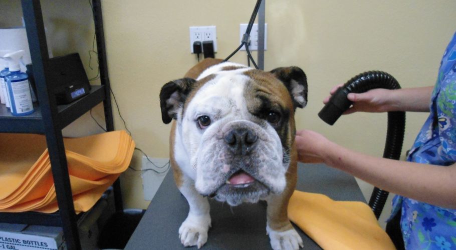 A bulldog being dried with a hose by a person at a grooming table.