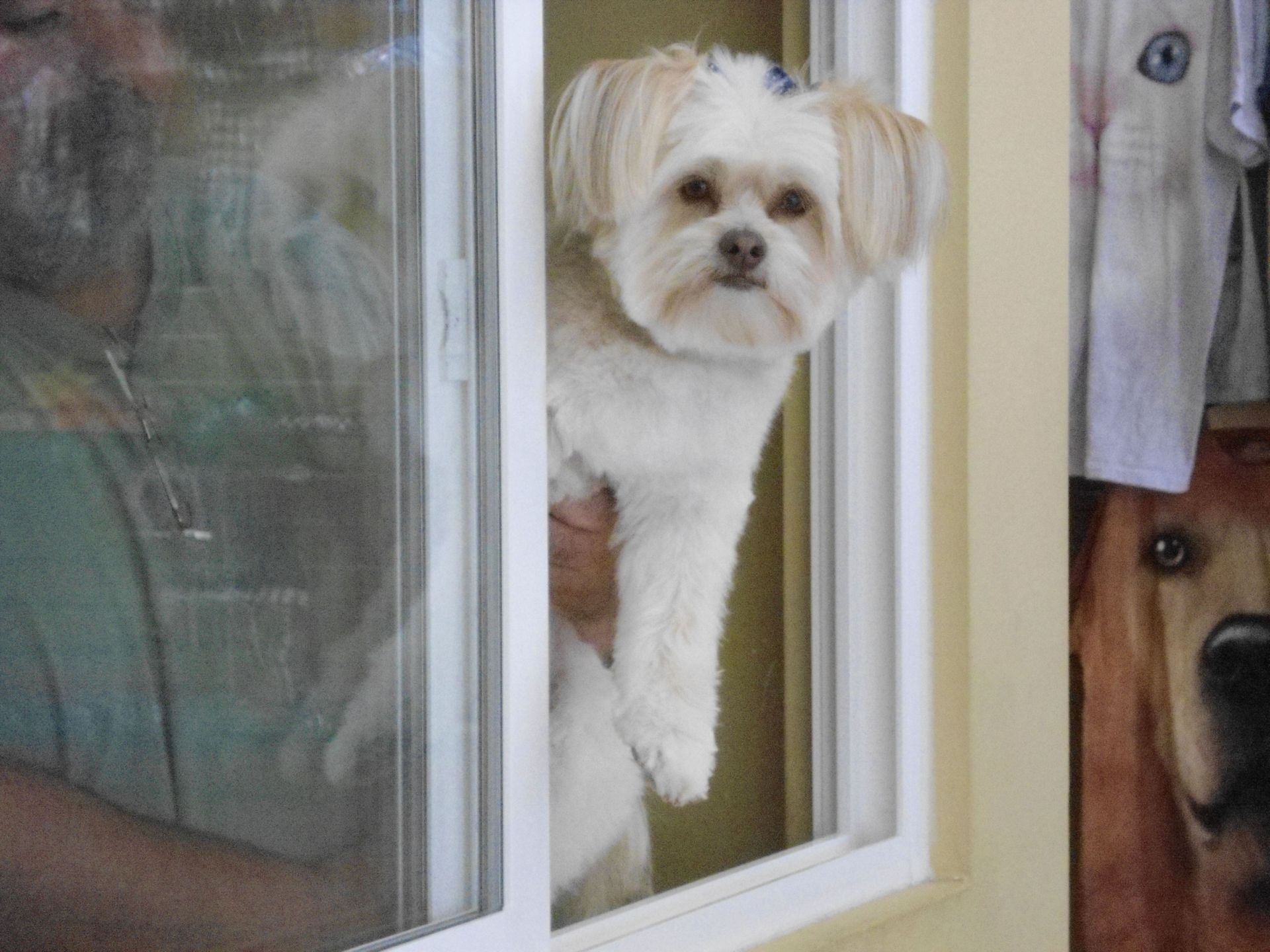 Dog being held in a window, looking out. White fur, beige frame.