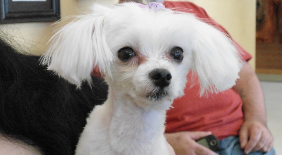 White dog with long ear fur, looking forward.