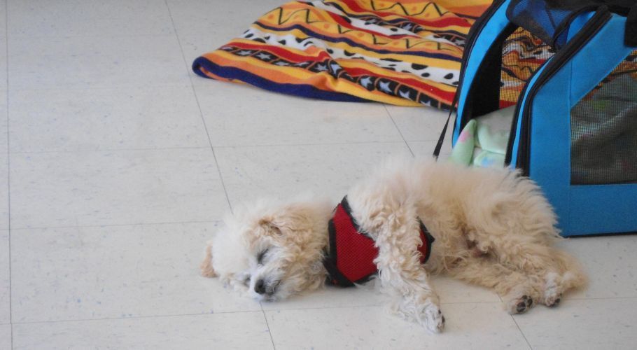Small, cream-colored dog wearing a red harness, asleep on a white floor next to a blue pet carrier.