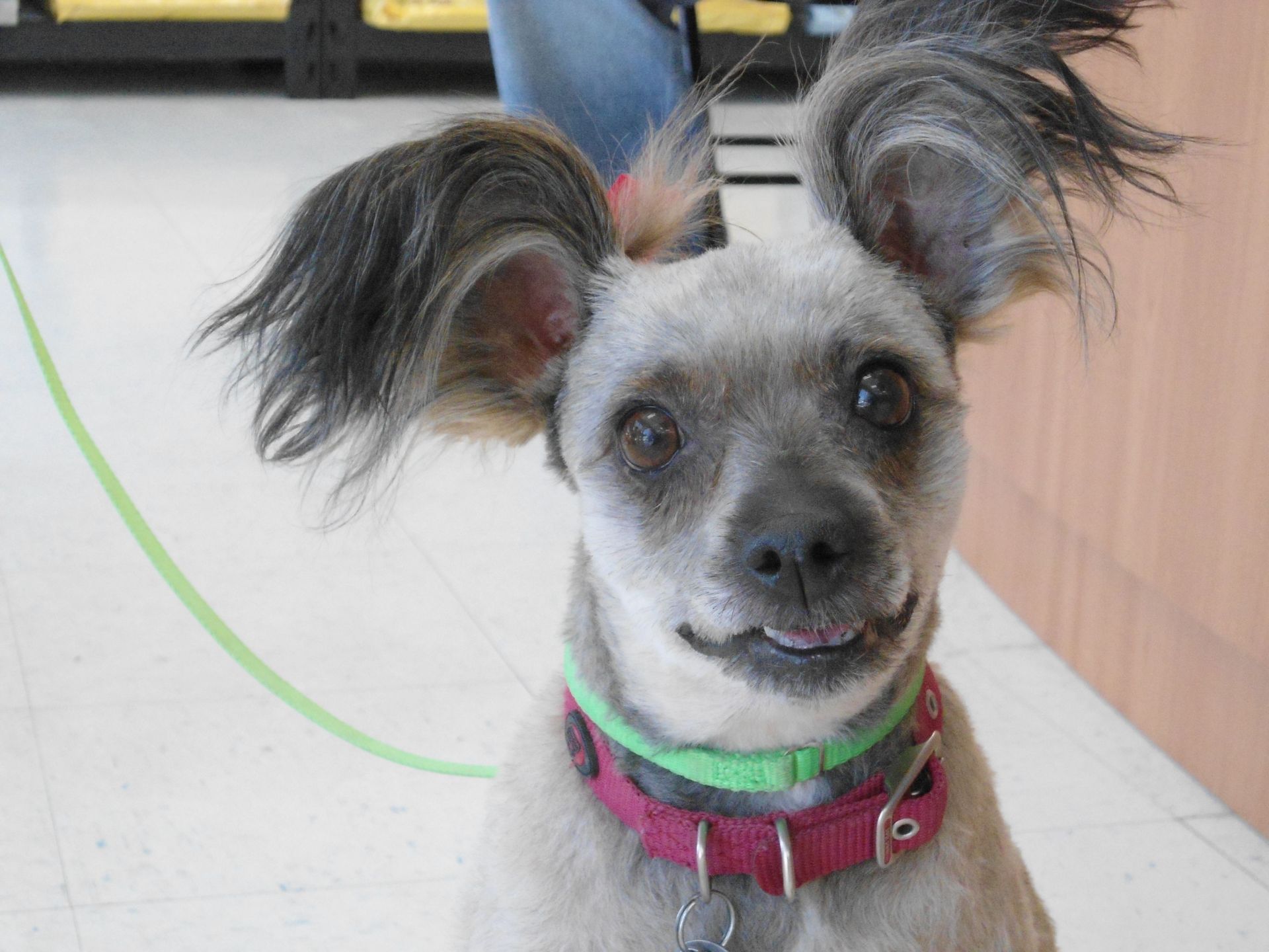 Dog with tufted ears wearing a pink and green collar, smiling.