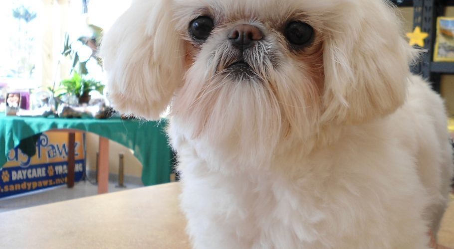 White Pekingese dog with a fluffy coat, looking at the camera.
