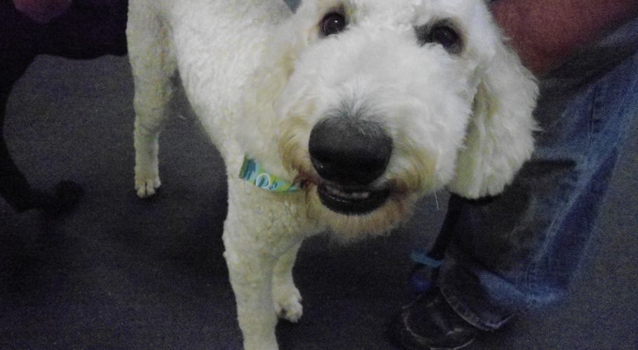 White Goldendoodle smiles, stands near person's legs, wearing a collar.
