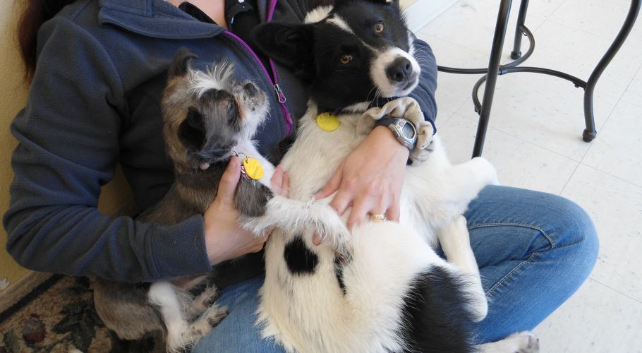 Person holding two small dogs, one grey and one black and white, indoors.