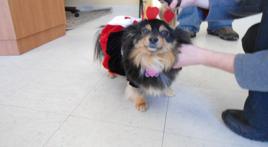Dog in ladybug costume, being held by person, looking forward with a neutral expression.