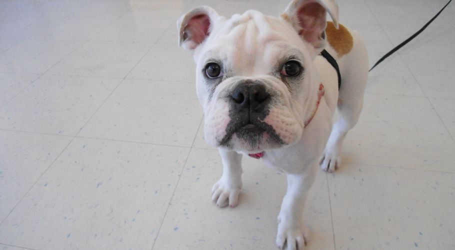 White bulldog with brown spots, looking up.