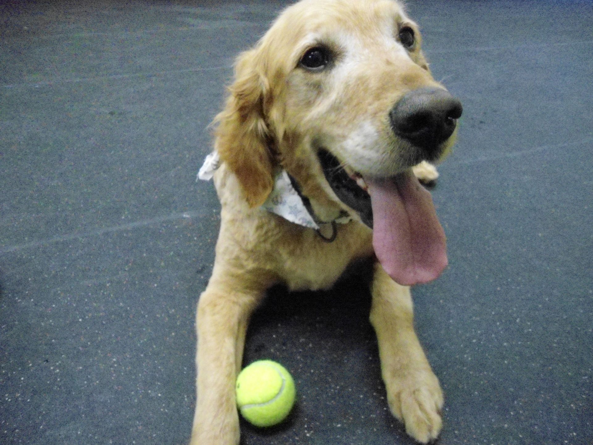 Golden Retriever with a tennis ball, panting, lying down on a black surface.