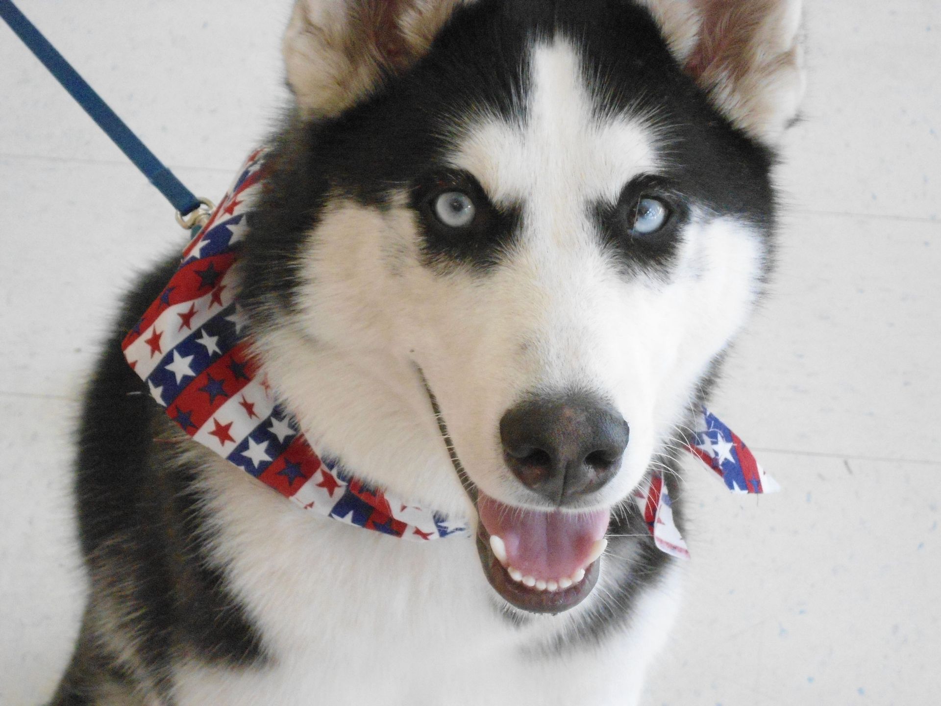 Siberian Husky with blue eyes, wearing a red, white, and blue bandana, panting with its tongue out.