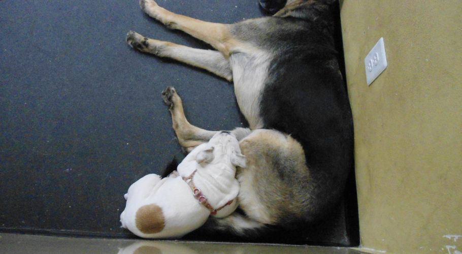 White and brown bulldog nursing under a sleeping black and tan German Shepherd on a floor.