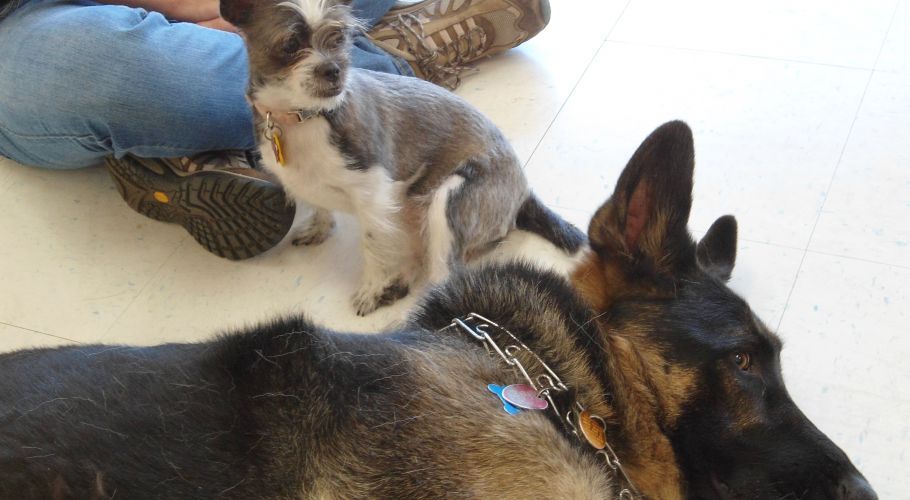 Two dogs, one small and one German Shepherd, on a white floor with a person's legs visible in the background.