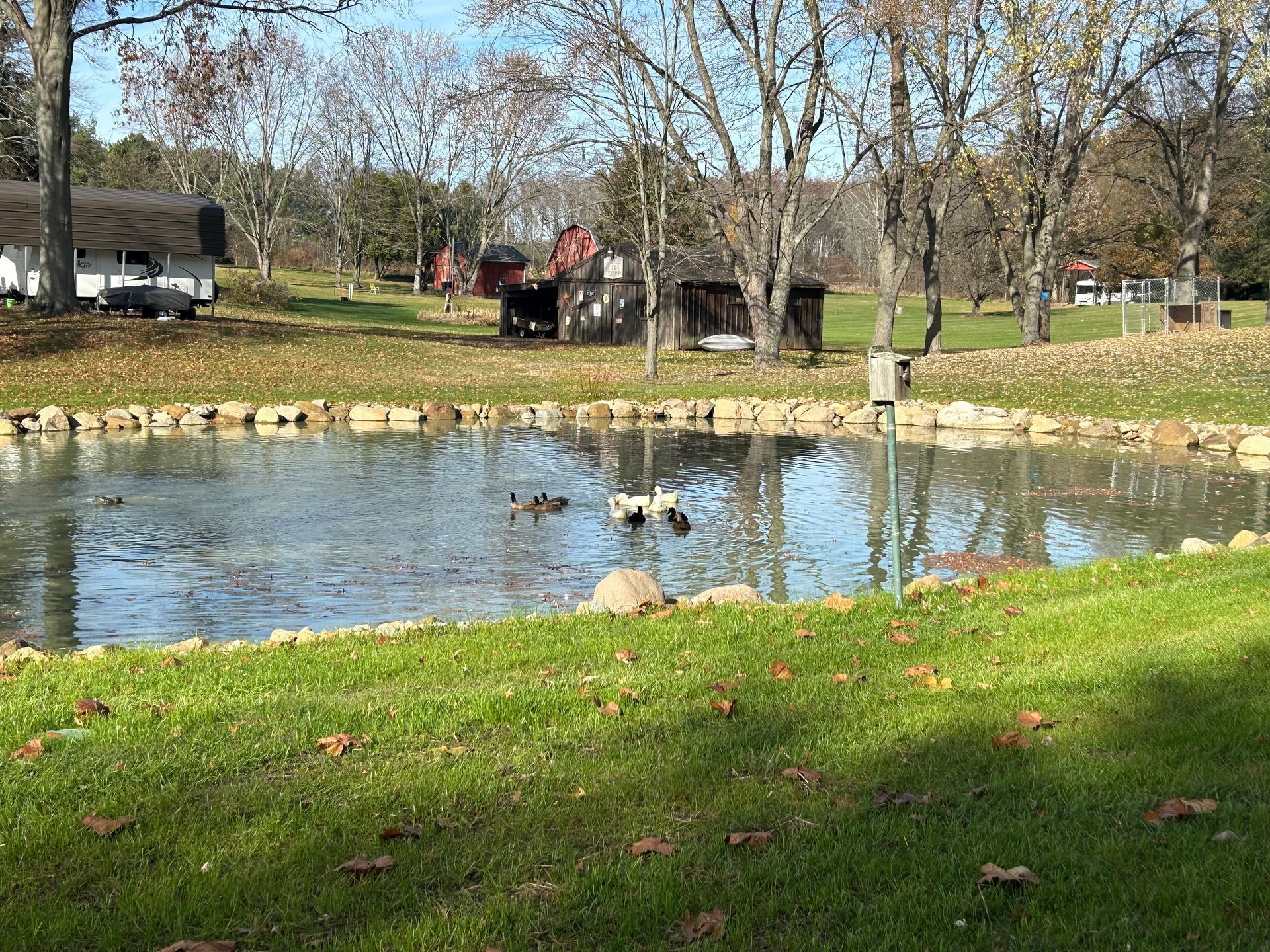 Ducks are swimming in a pond in a park.