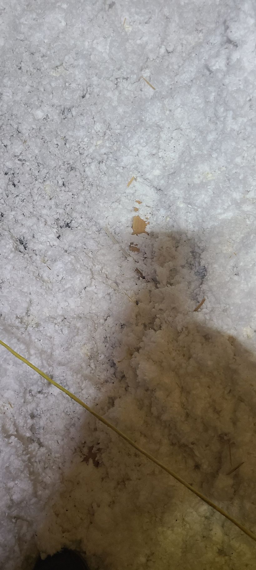 A close-up of a speckled, off-white surface with a brown stain and a thin, yellow line.