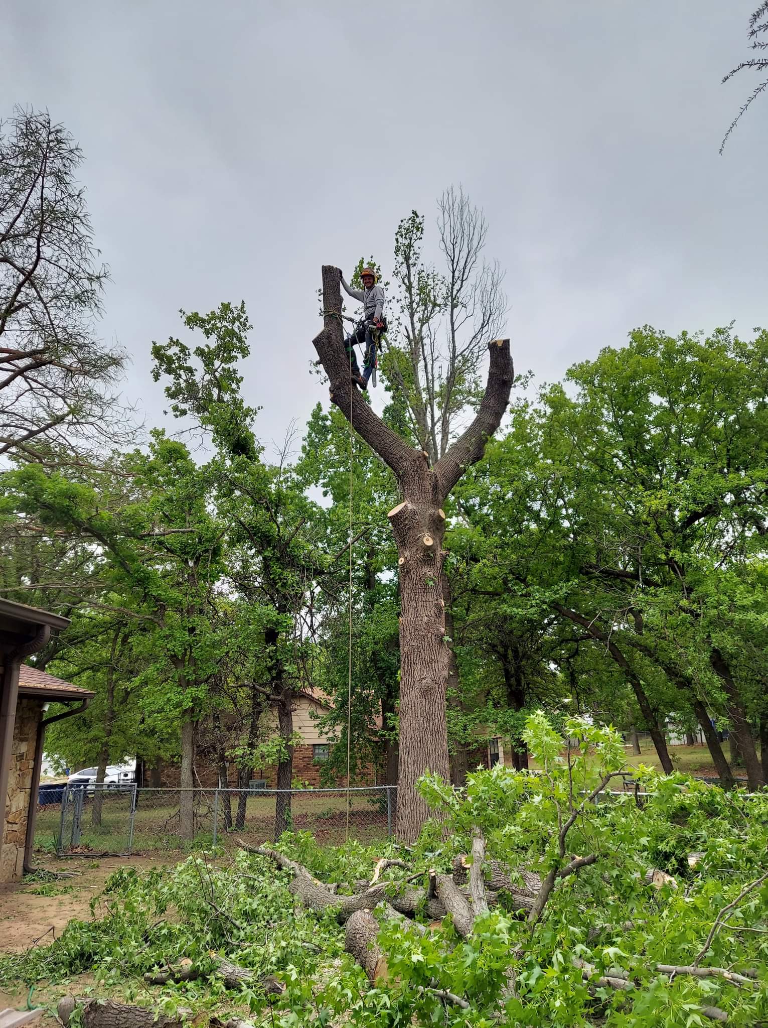 Tree Services Mercer Tree Service LLC Oklahoma City, OK