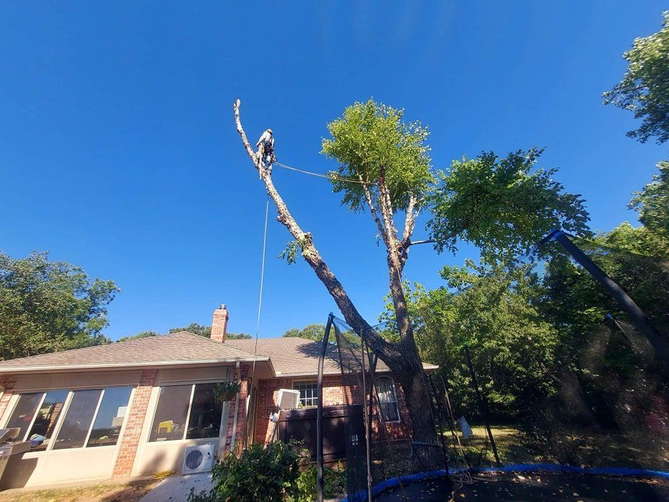 Tree Services Mercer Tree Service LLC Oklahoma City, OK