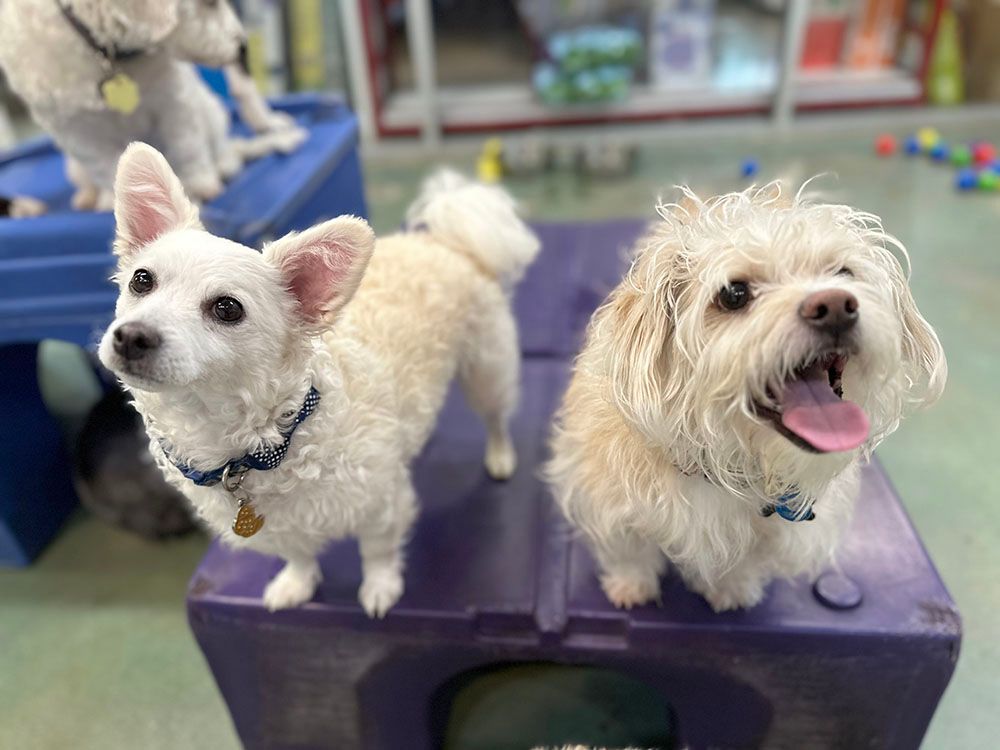 Two small fluffy dogs standing on a purple platform