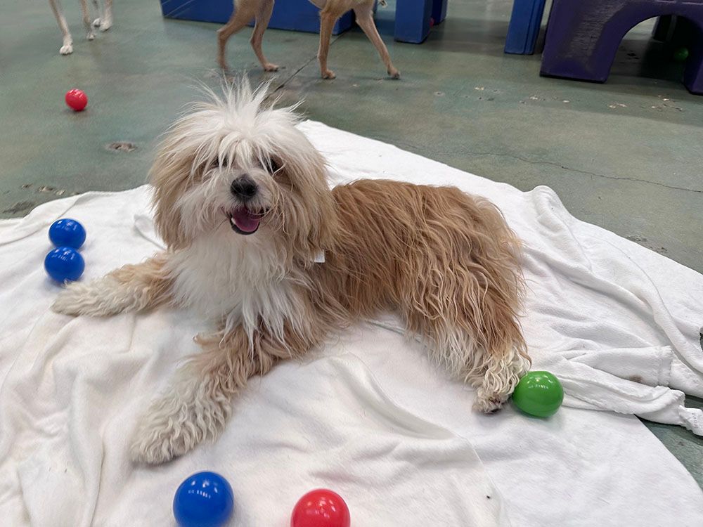 Small shaggy white-and-brown dog lying on a white blanket, surrounded by colorful balls