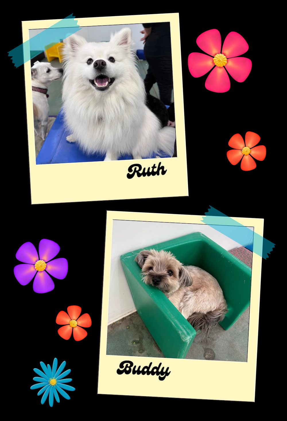 Collage of two dogs in Polaroid frames: white Ruth and tan Buddy, with colorful flowers on a black background