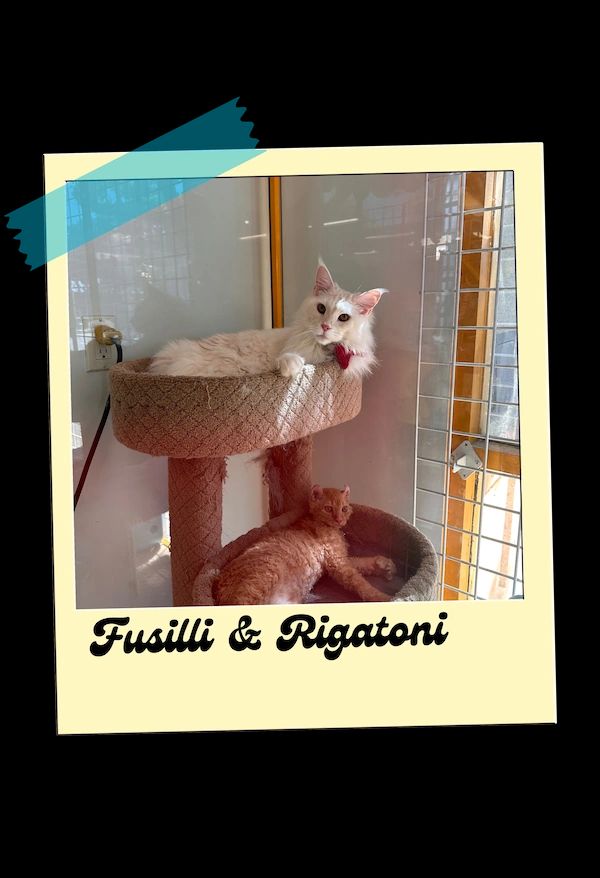 White cat with pink bow lounging on a beige cat tree; captioned “Fusilli & Rigatoni”