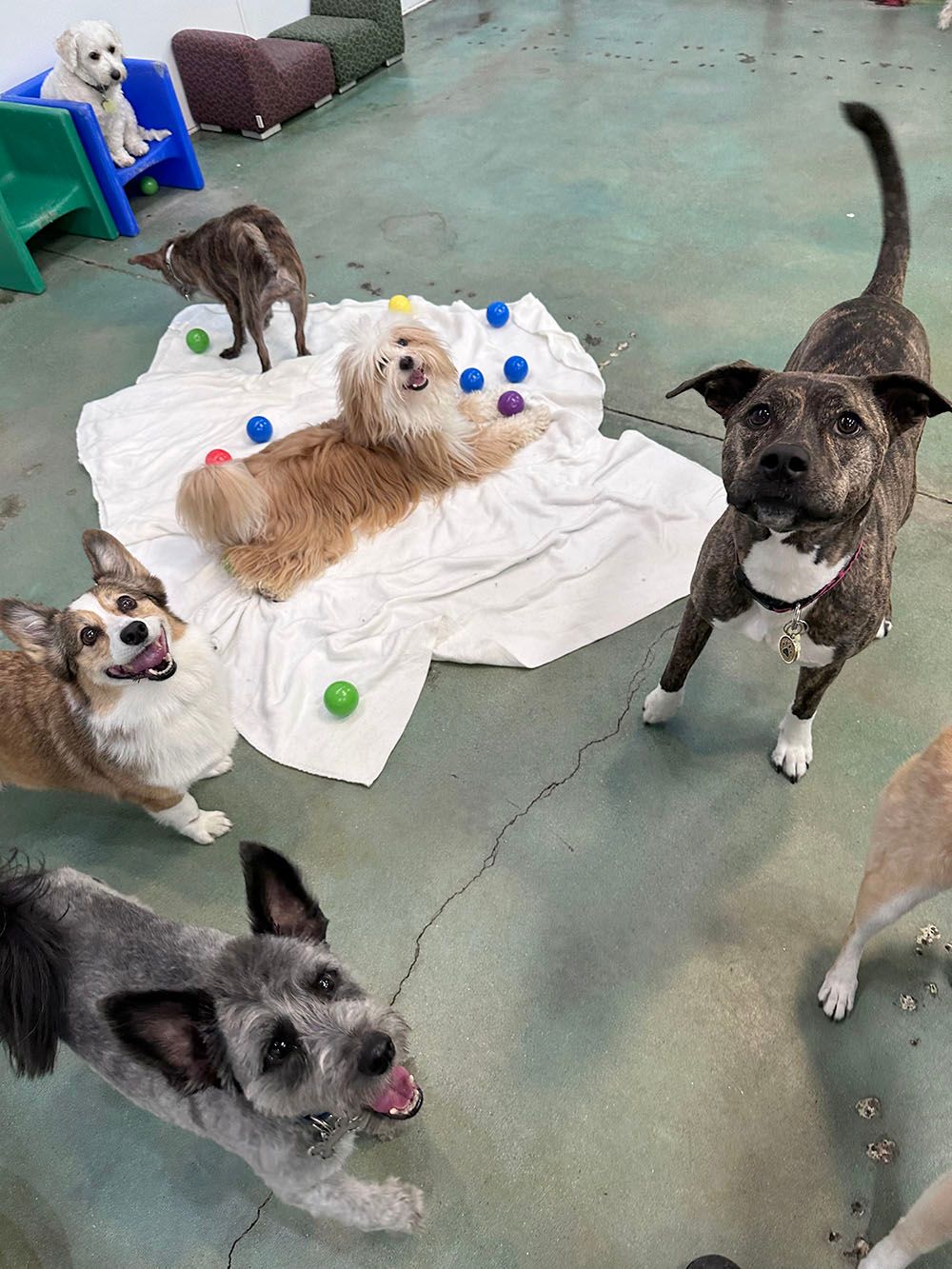 Several dogs playing on a concrete floor around a white blanket with colorful balls and toys
