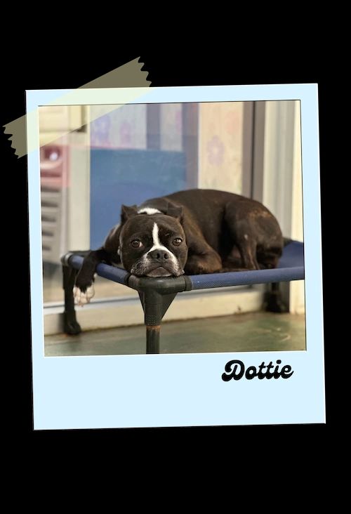 Black-and-white dog named Dottie resting on a cot, framed like a Polaroid.