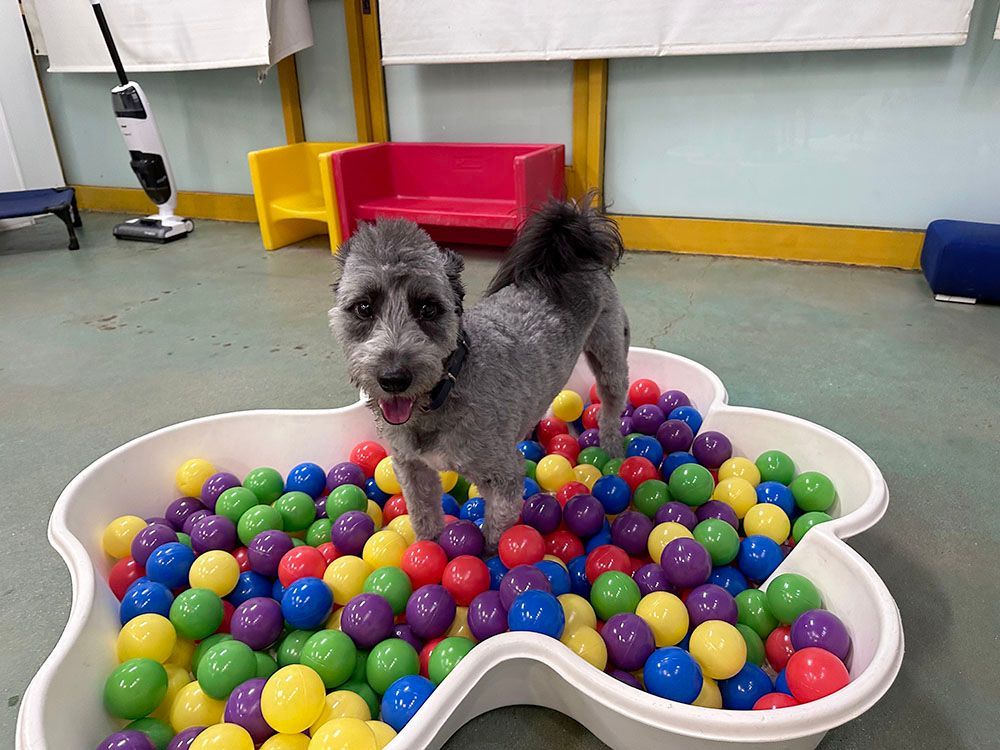 Small gray dog standing in a bone-shaped ball pit with colorful balls indoors