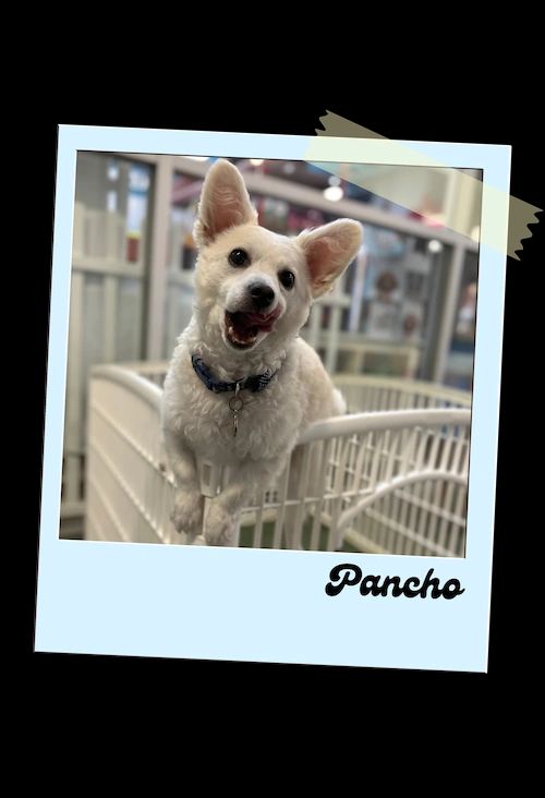 Small white dog smiling in a wicker chair, framed like a Polaroid with “Pancho” written below.
