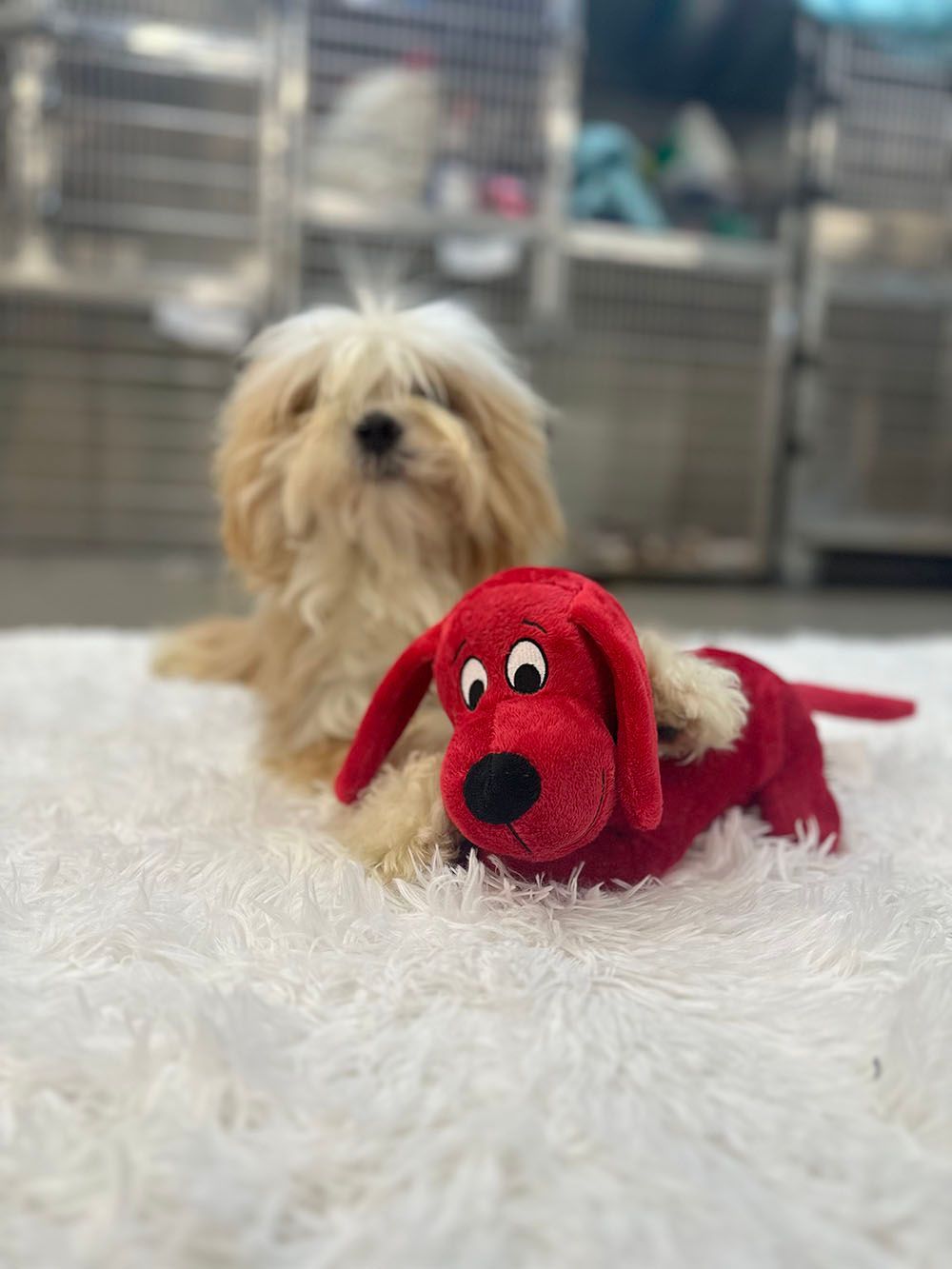 Small fluffy tan dog behind a red plush toy on a white furry rug