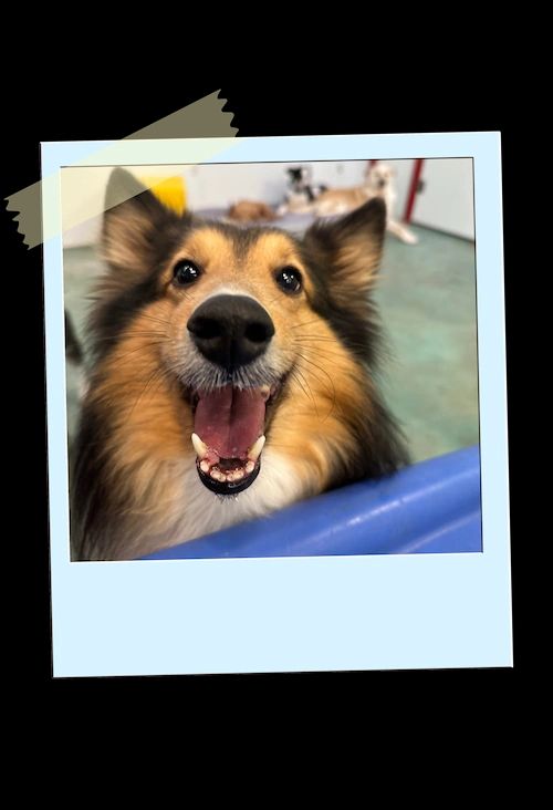 Happy brown-and-black dog with mouth open, lying behind a blue barrier inside a Polaroid-style photo.